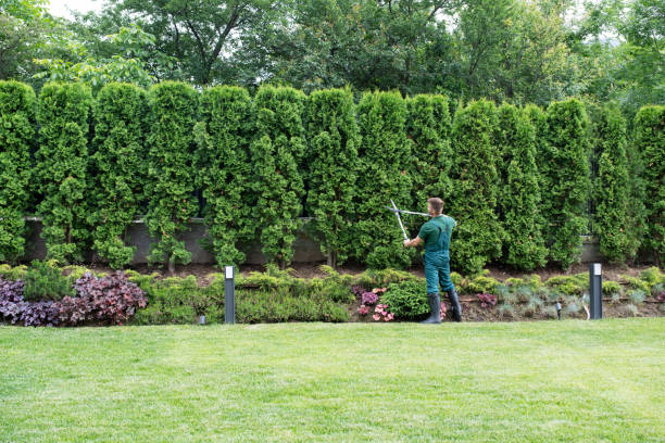 Professional Tree Removal and Landscaping Services in St Cloud, MN